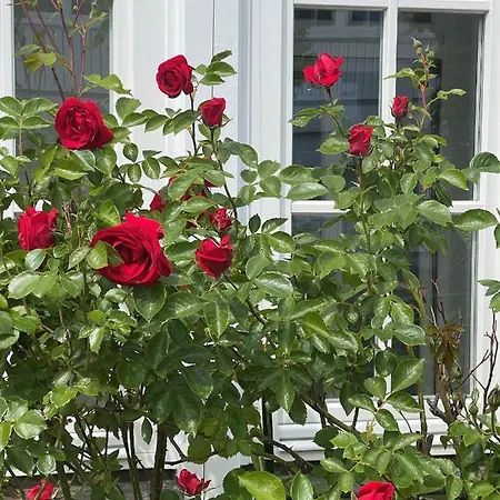 Apartman Waldrose Binz